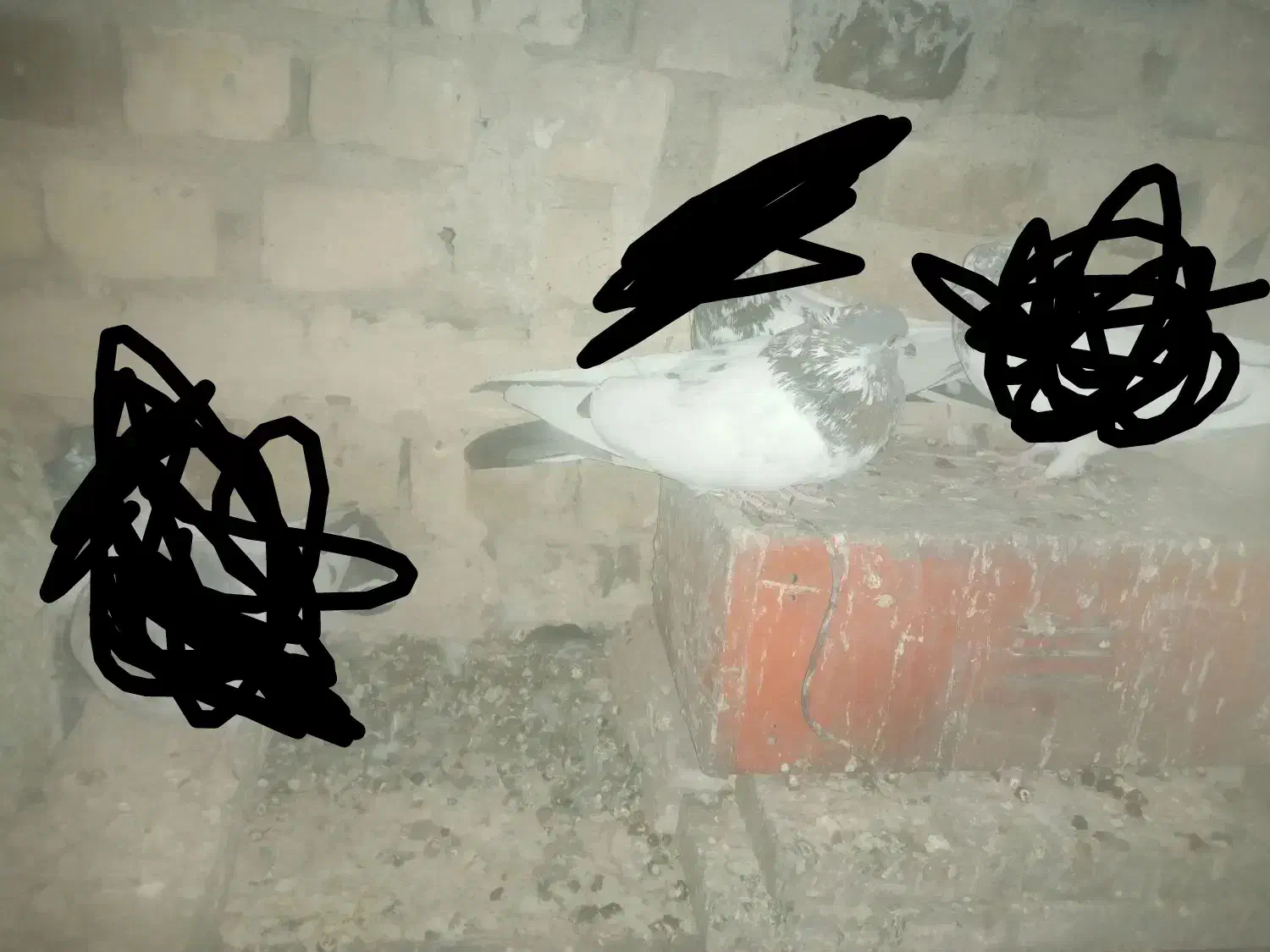 کله دمسبز|پرنده|شیروان (لرستان), |دیوار