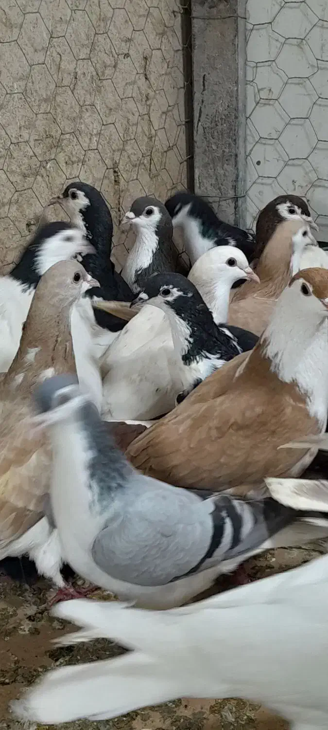 ۳۰تا ساده پرشی|پرنده|مشهد, امام رضا (ع)|دیوار