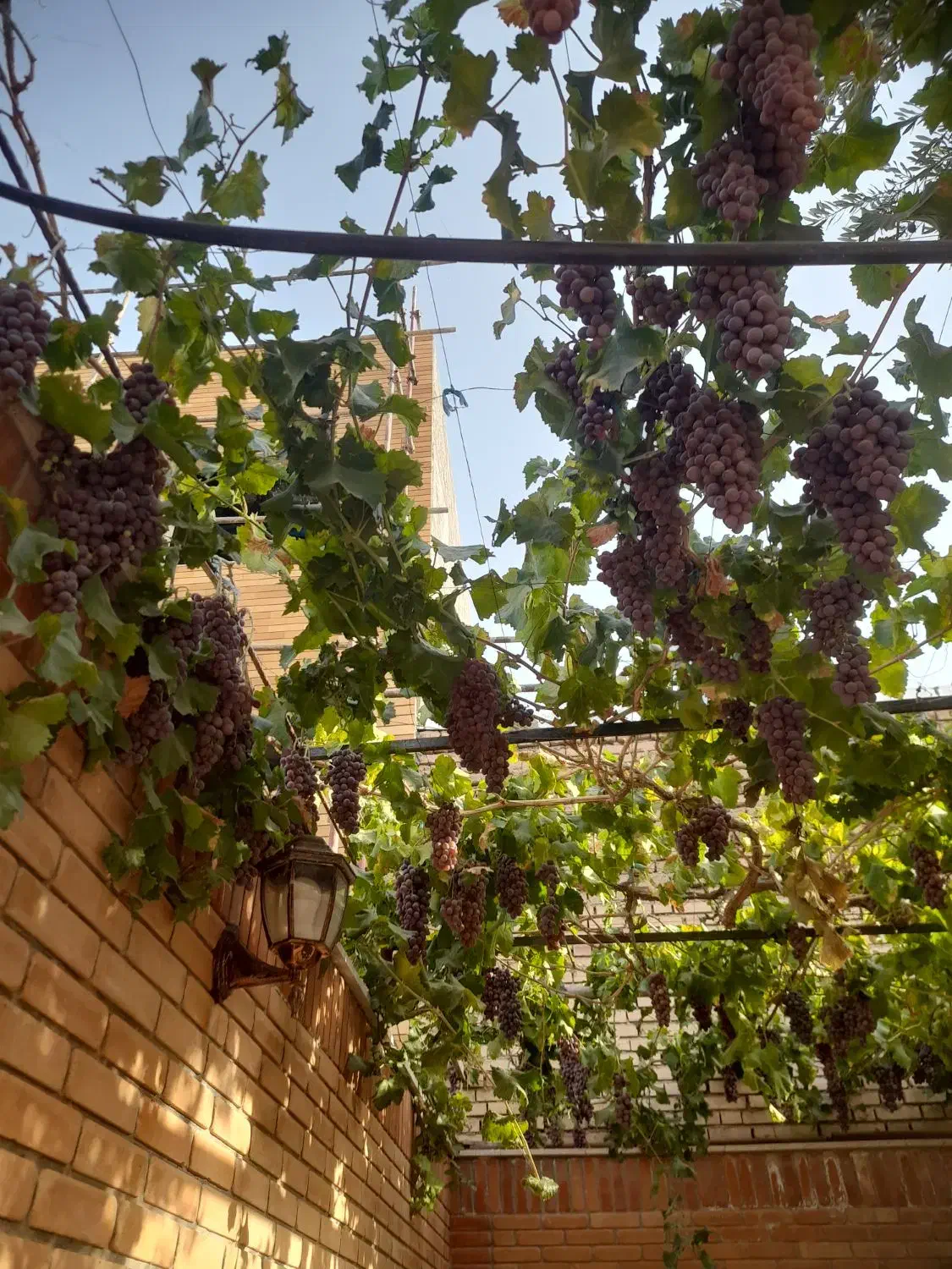 هرس و اصلاح انواع درختان|خدمات باغبانی و درختکاری|بیرجند, |دیوار