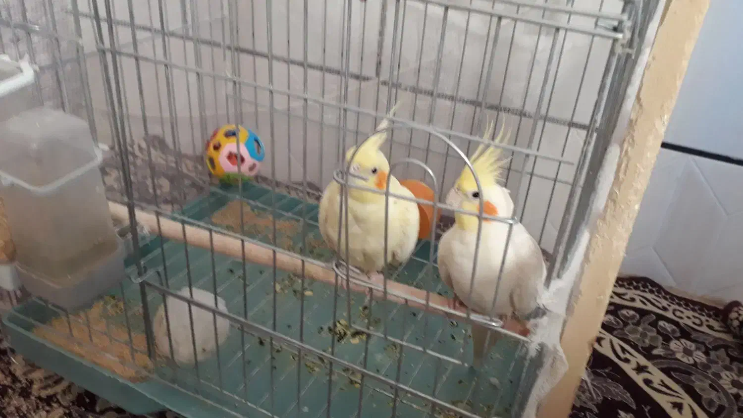 عروس هلندی|پرنده|برخوار, |دیوار