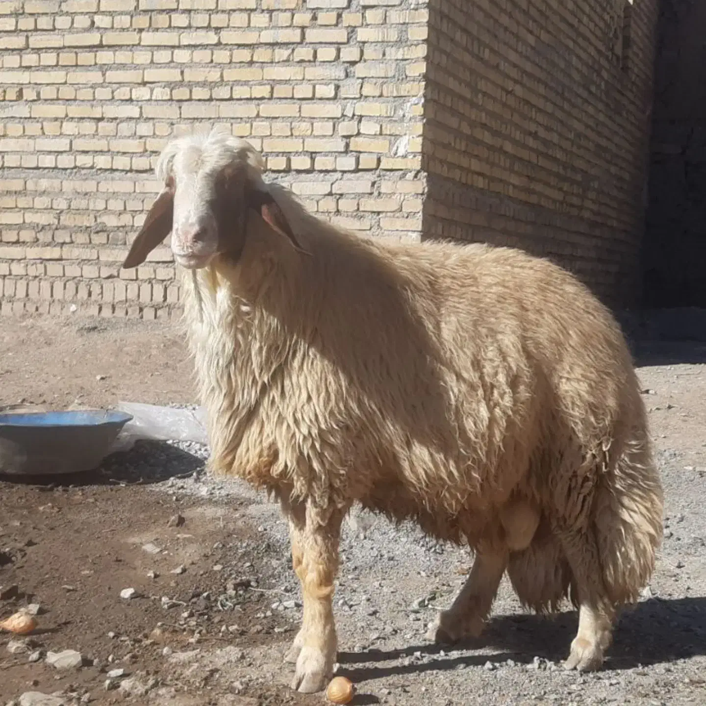 ورن سنجابی|حیوانات مزرعه|ماهیدشت, |دیوار