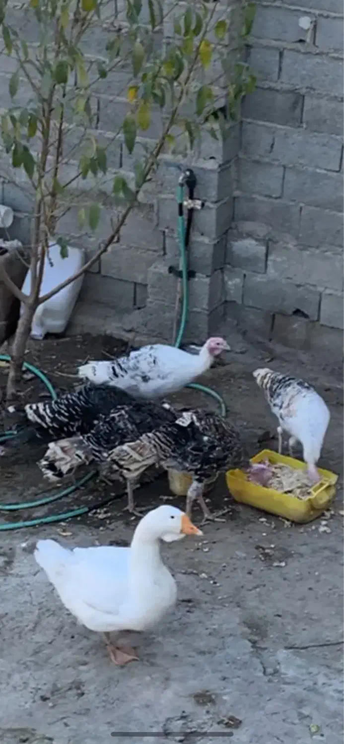 بوقلمون ماده معاوضه با نر|حیوانات مزرعه|آمل, |دیوار