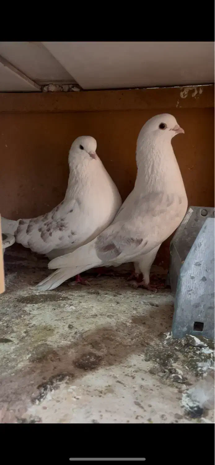 کبوتر پشت هوما|پرنده|قزوین, |دیوار