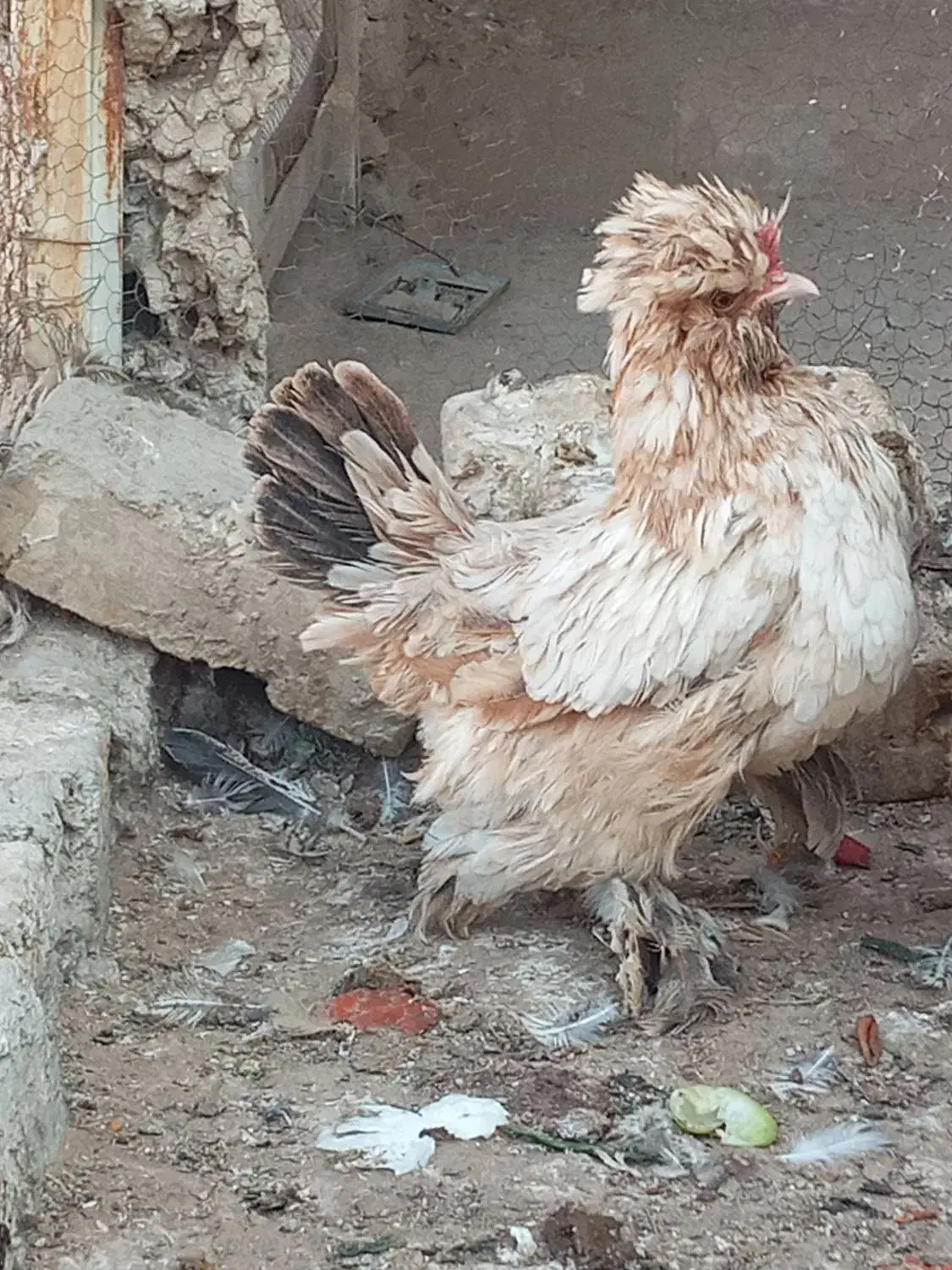 مرغ زینتی|حیوانات مزرعه|آران و بیدگل, |دیوار