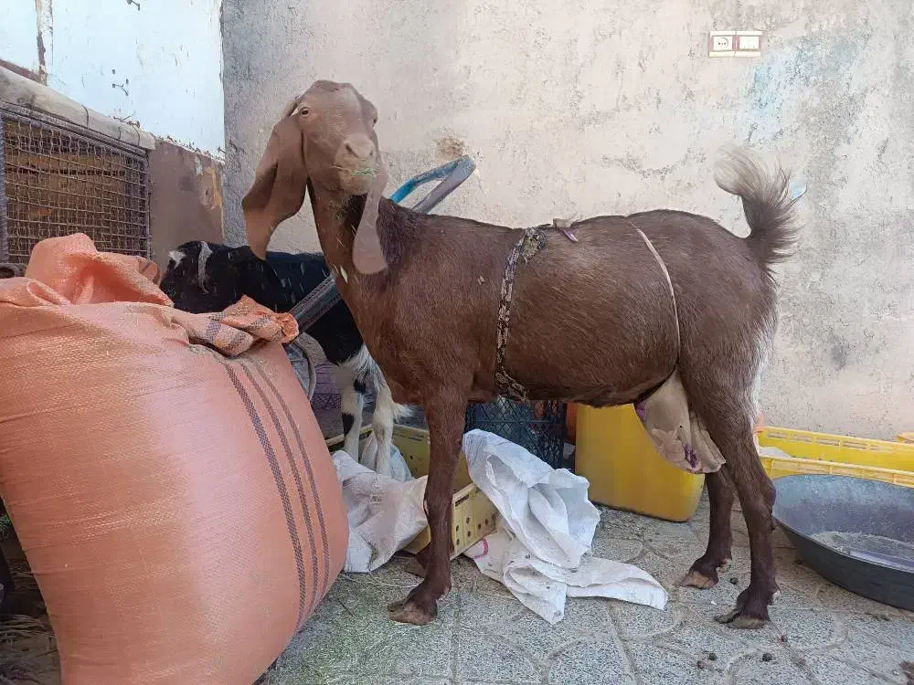 تعدادی بز چاق وچله|حیوانات مزرعه|سیب و سوران, |دیوار