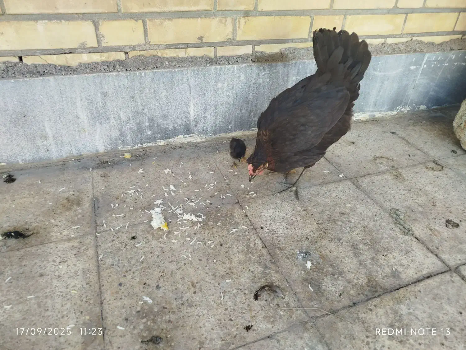 پرندگان|پرنده|اهواز, کوی رمضان|دیوار