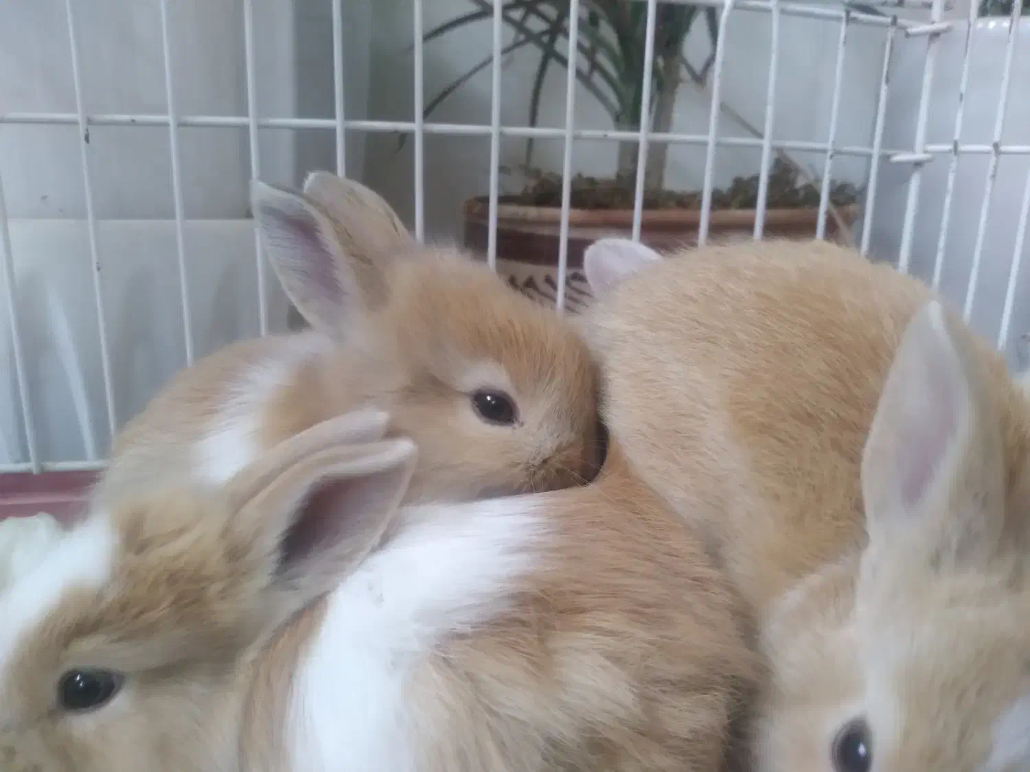 بچه خرگوش های ناز و بازیگوش|موش و خرگوش|قم, چهار مردان|دیوار