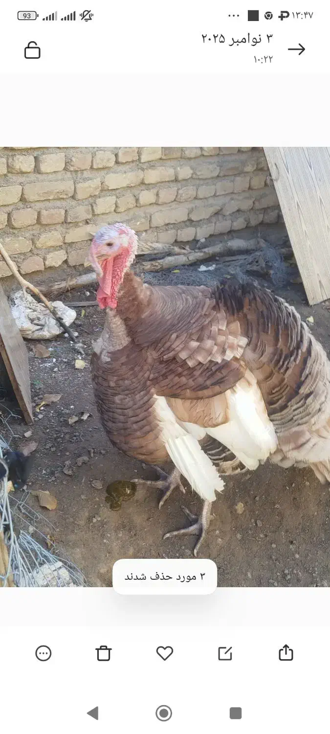 بوقلمون بوربون نر چاق|حیوانات مزرعه|مرند, |دیوار