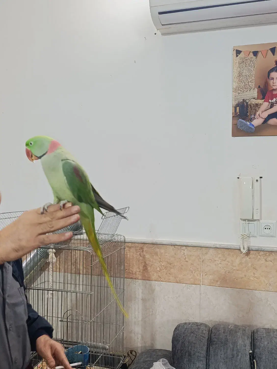 شاه طوطی نر فول دستی|پرنده|قنوات, |دیوار