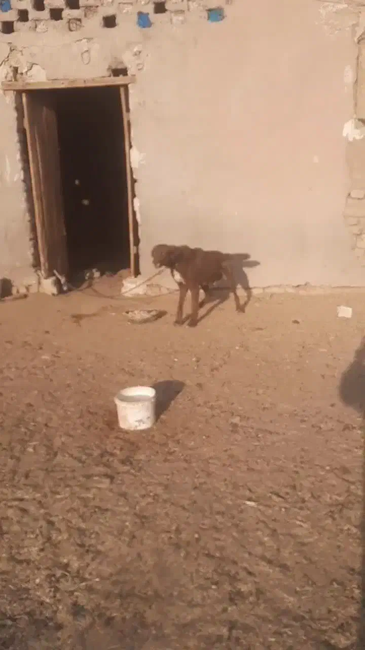 واگذاری سگ سرخ|سگ|کاشان, طاهرآباد|دیوار