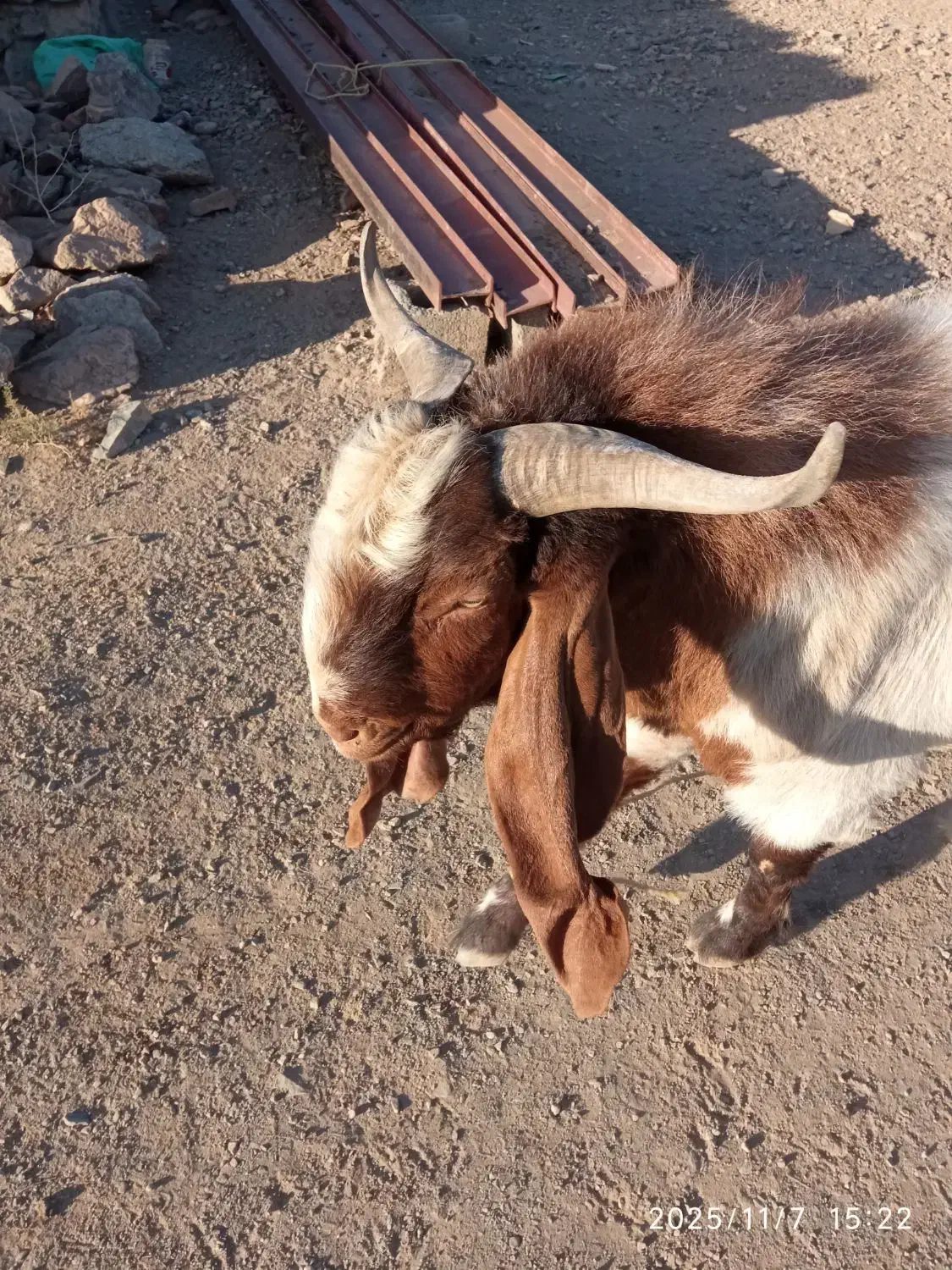 چبش تخمی گلابی نژاد اصیل نهبندان|حیوانات مزرعه|نهبندان, |دیوار