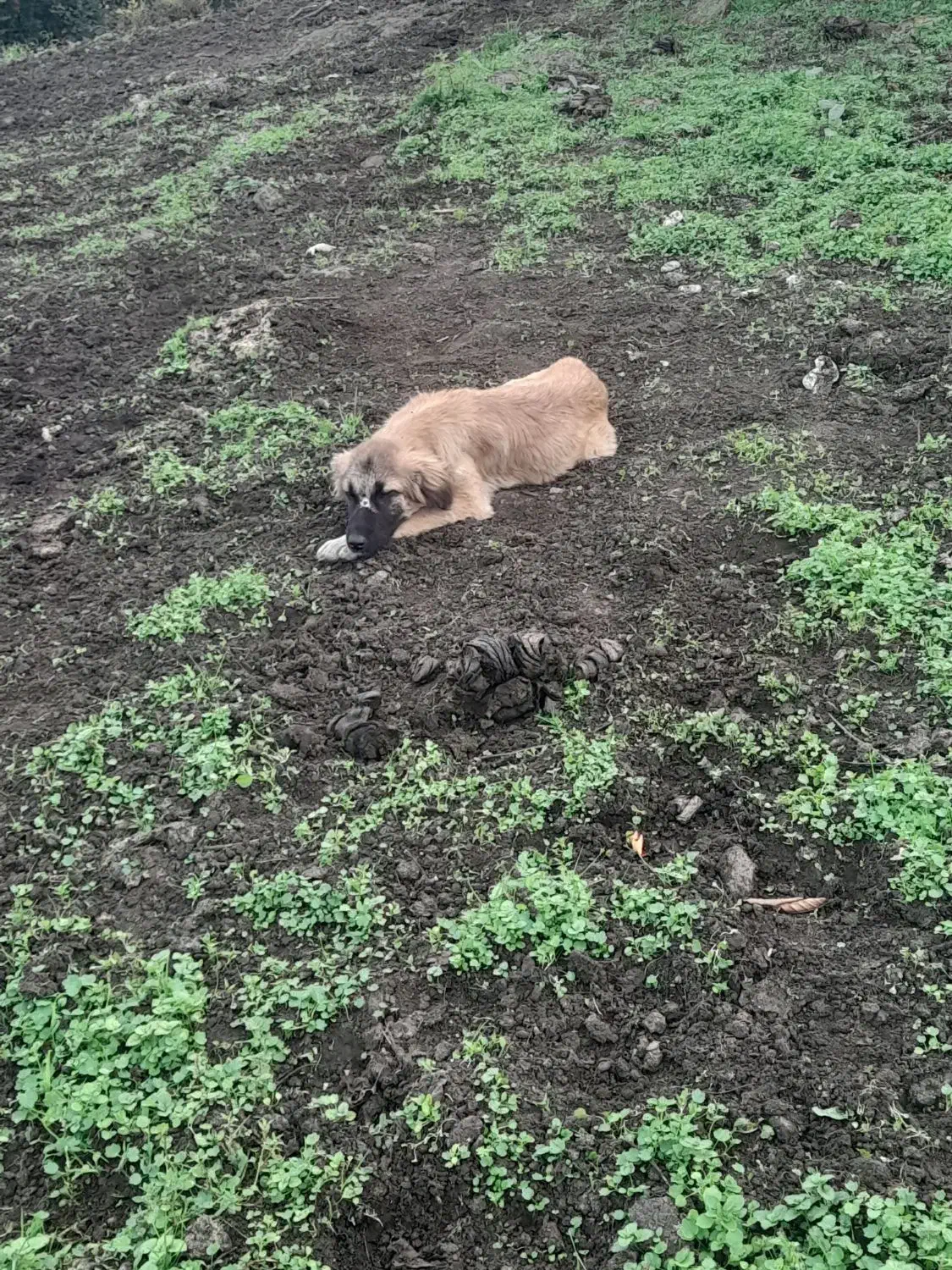 توله دورگ|سگ|رحیم‌آباد, |دیوار