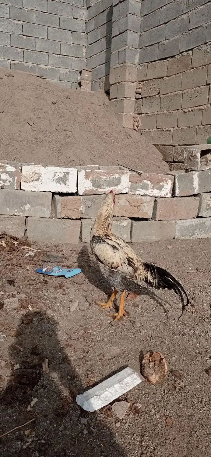 خروس لاری|حیوانات مزرعه|ملکان, |دیوار