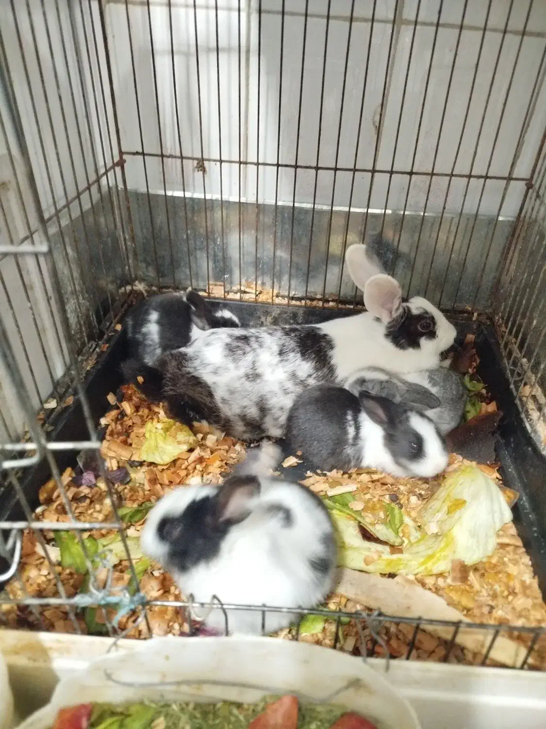 بچه خرگوش دونه ۴۰۰۰۰۰۰|موش و خرگوش|تهران, دولتخواه جنوبی|دیوار