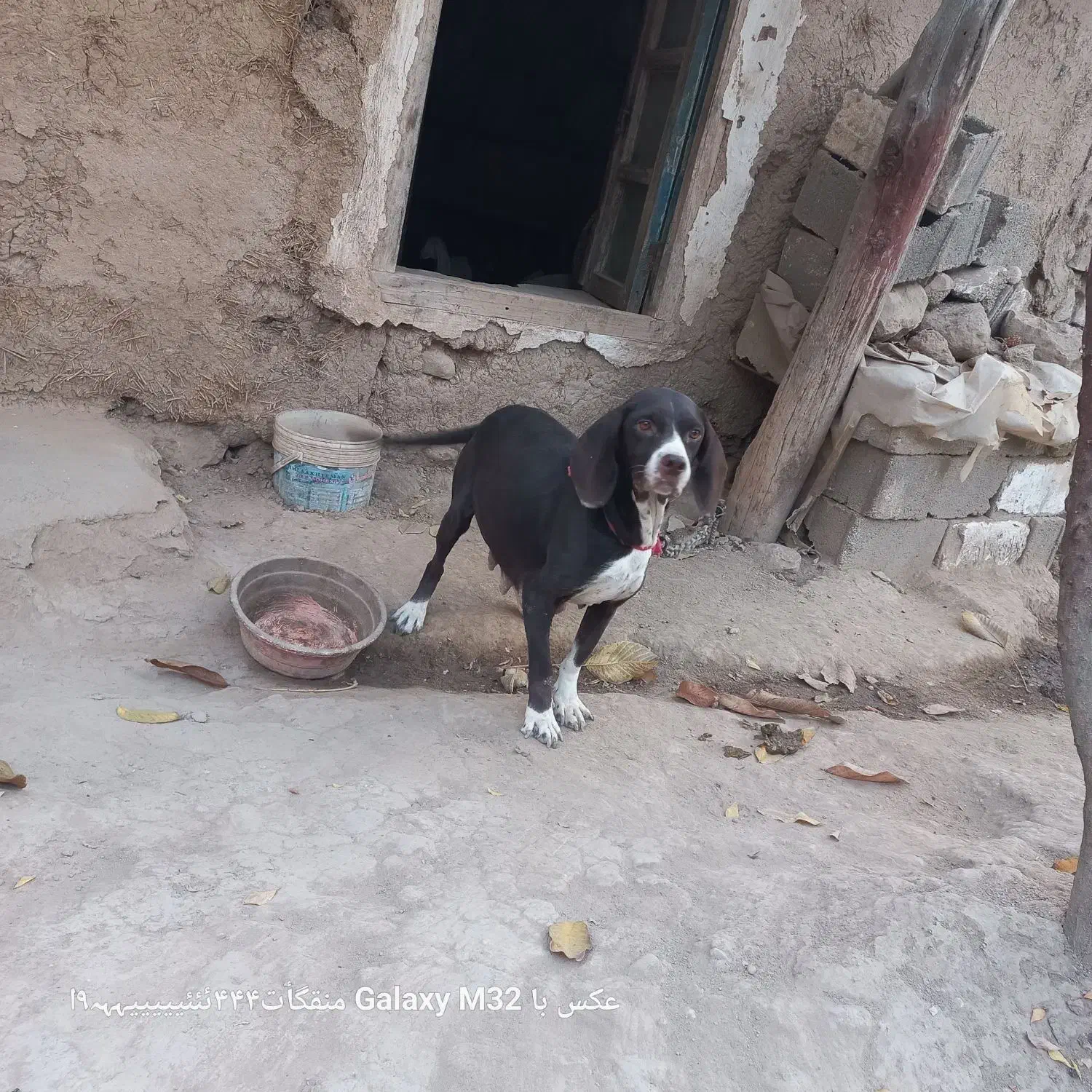 سگ شکاری|سگ|گلی داغ, |دیوار