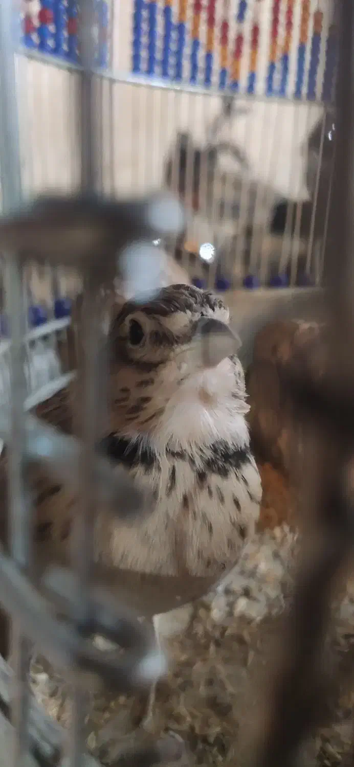 سهره خاکی بخون|پرنده|سمنان, |دیوار