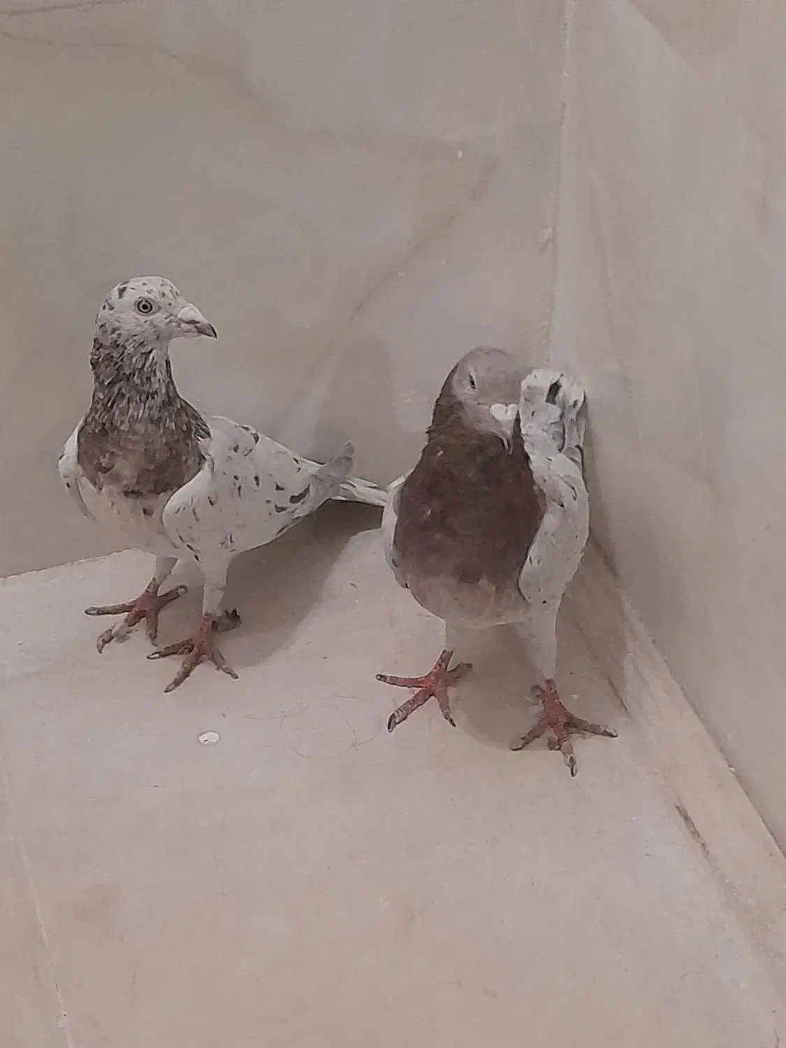 کبوتر پلاکی اصل سرور|پرنده|پاکدشت, پاکدشت (مامازند)|دیوار