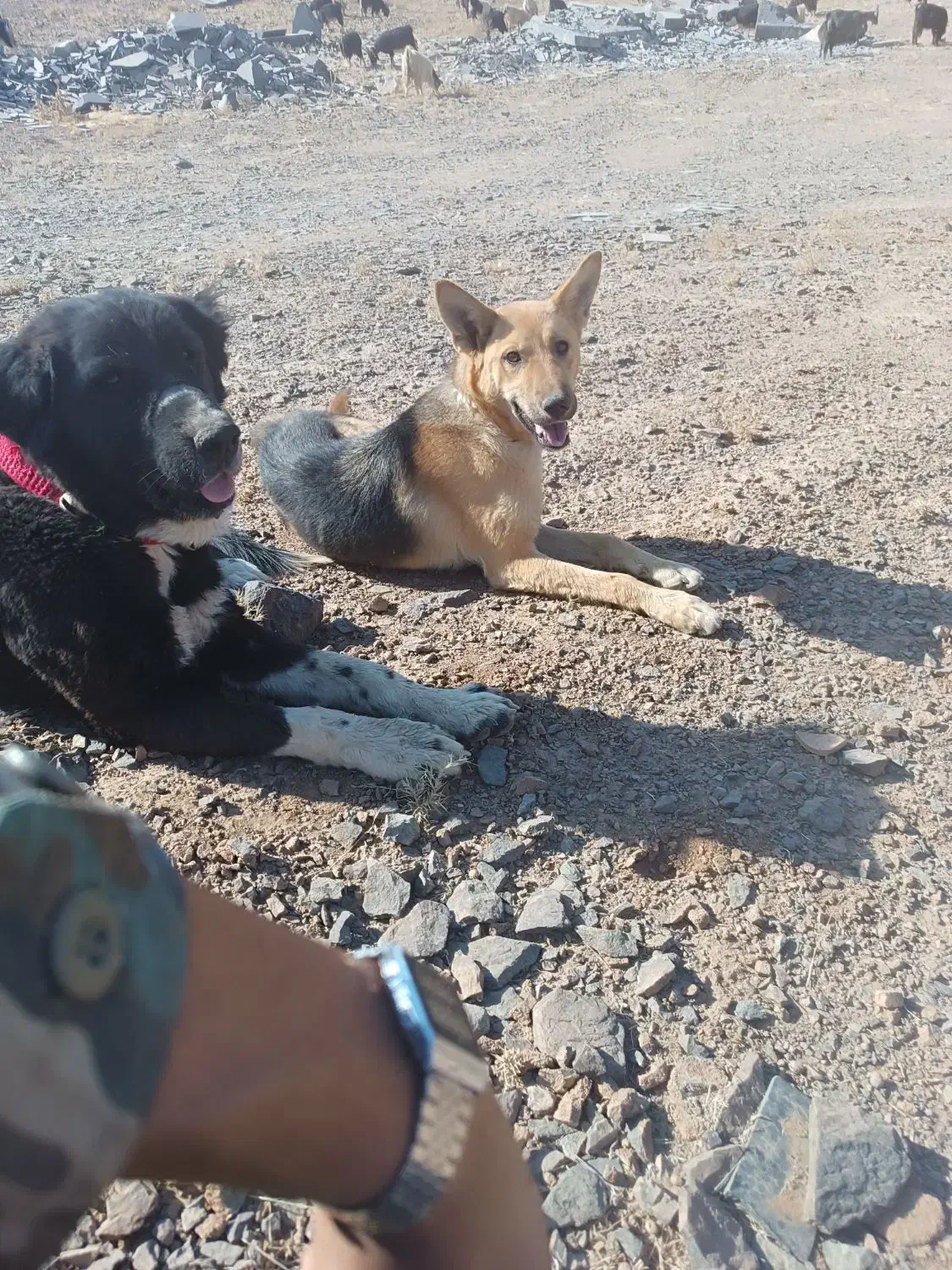 سگ ژرمن ماده|سگ|نطنز, |دیوار