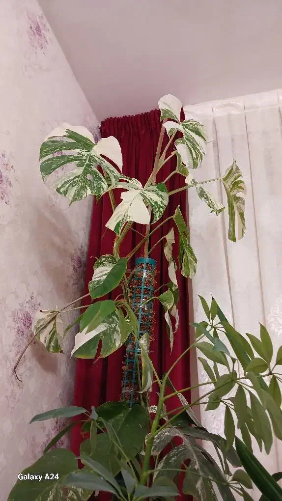 گلهای اپارتمانی|گل و گیاه طبیعی|پردیس, فاز ۱۱|دیوار