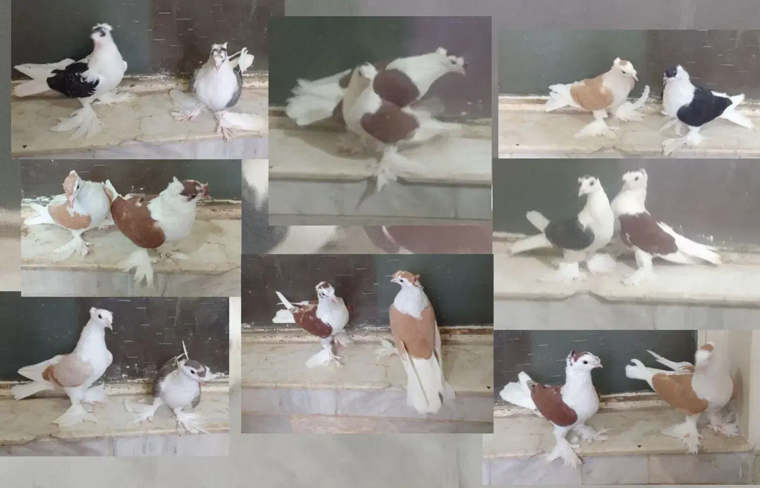 کفتر پشتی پرپا و پالیسک و پلاکی مناسب برای هوا|پرنده|تربت‌حیدریه, یحیی آباد|دیوار