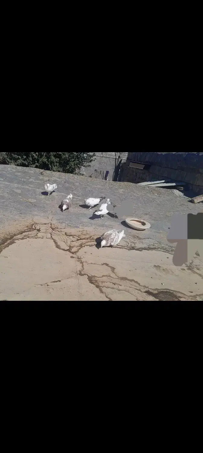 کبوتر|پرنده|دالاهو, |دیوار