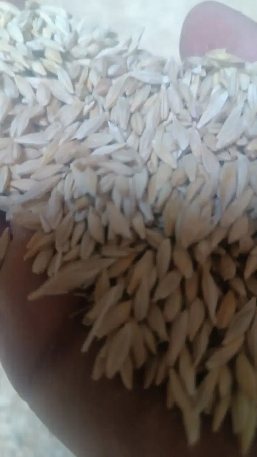 فروش جو ایرانی|خوردنی و آشامیدنی|شراء, |دیوار