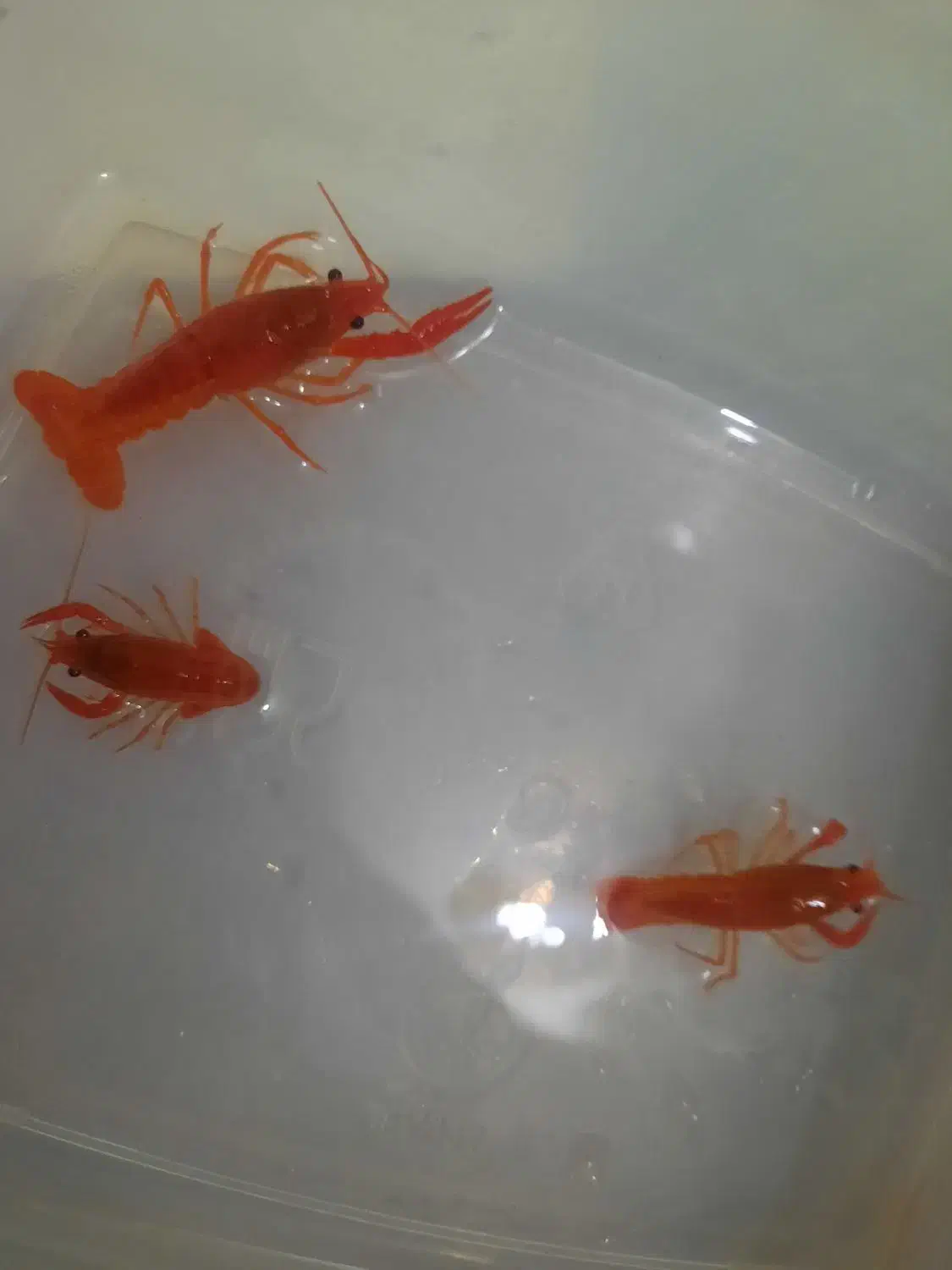 لابستر|ماهی|مشهد, امیریه|دیوار