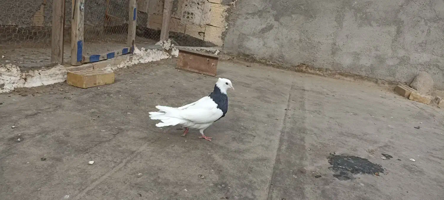 کفتر|حیوانات|مشهد, طبرسی شمالی|دیوار