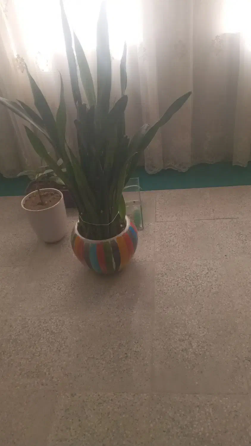 گلی طبیعی|گل و گیاه طبیعی|یاسوج, |دیوار