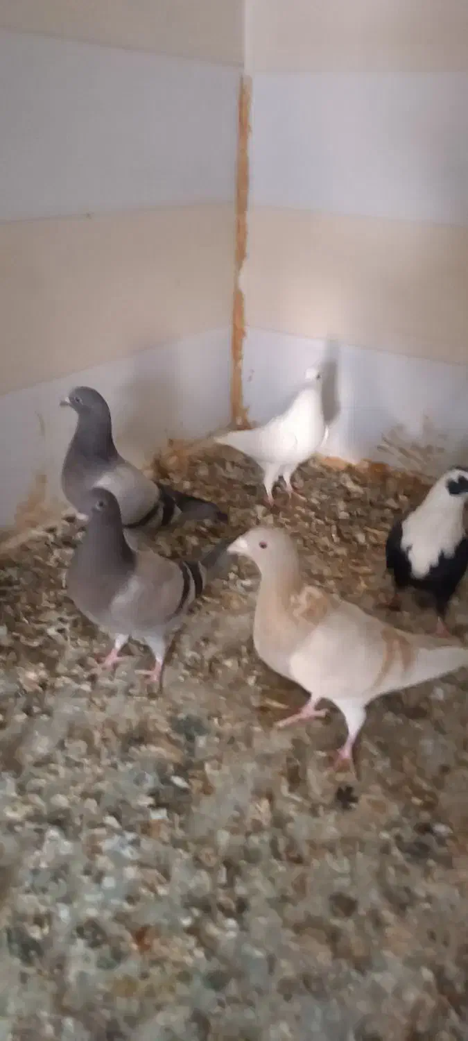 جفت شهری و جفت سبز با جوجه و یه جفت مخلف|پرنده|کازرون, |دیوار