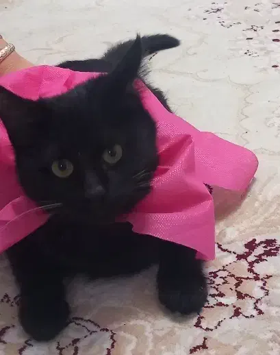 گربه|گربه|ارومیه, |دیوار