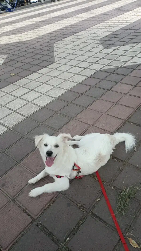 اشپیتز میکس|سگ|لاهیجان, کوی زمانی|دیوار