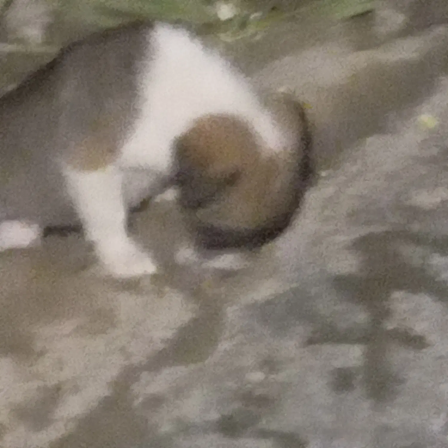 توله‌سگ‌ماده.رایگان|سگ|کلاله, |دیوار