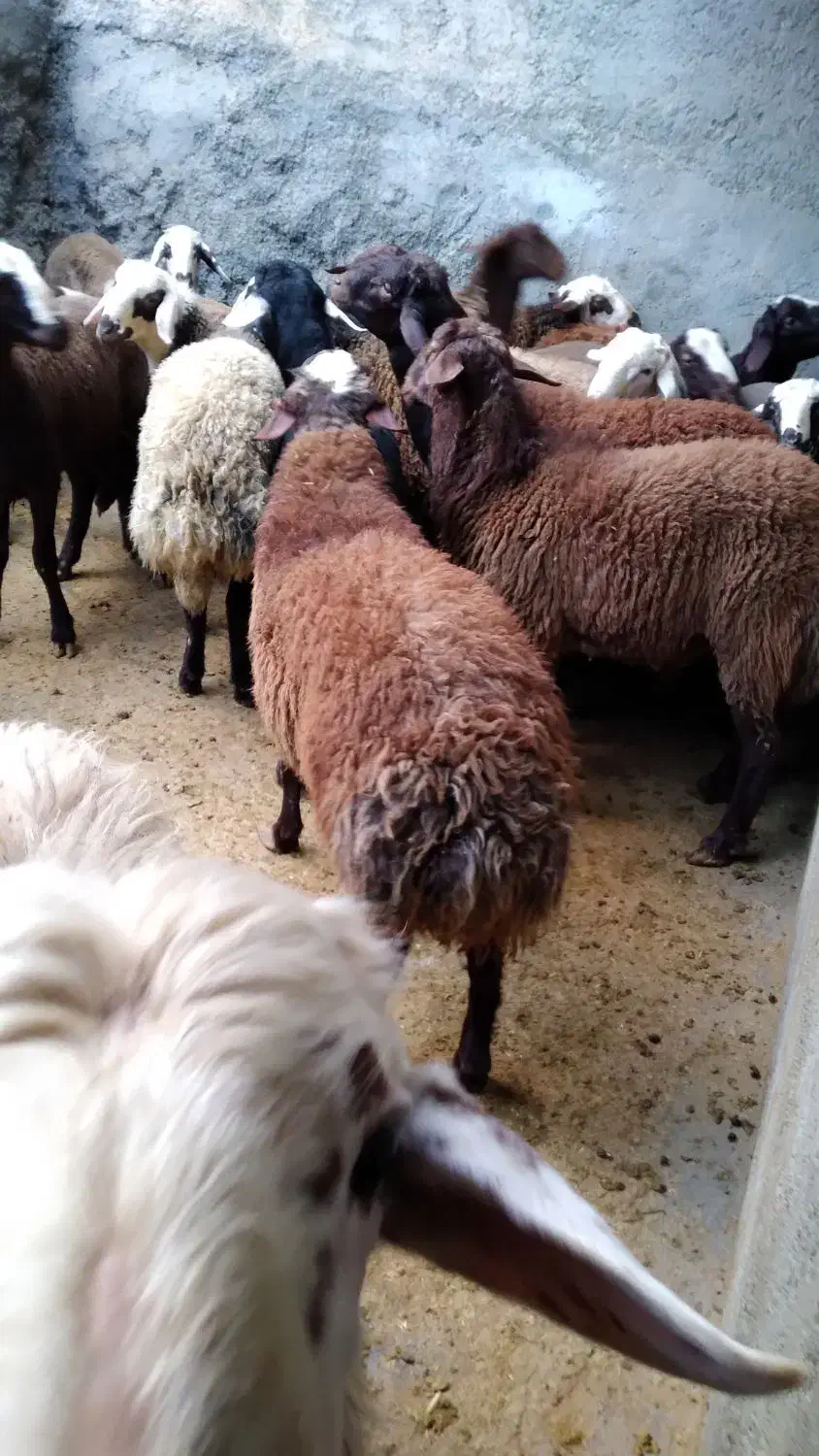 بره نر چاق پرگوشت پرواری درجه یک|حیوانات مزرعه|ملایر, |دیوار