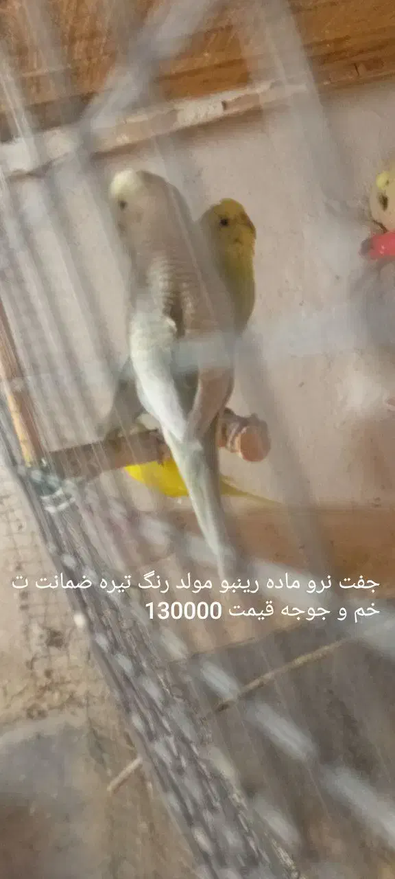 دو جفت مرغ عشق رینبو|پرنده|زاهدان, |دیوار