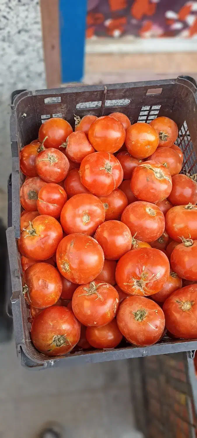 گوجه فرنگی مخصوص رب گوشتی 13|خوردنی و آشامیدنی|قم, باغ شریفی|دیوار