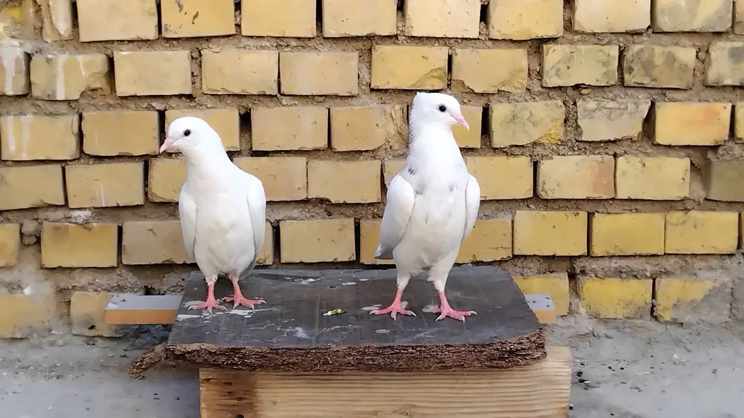 کبوتر|پرنده|رامشیر, |دیوار