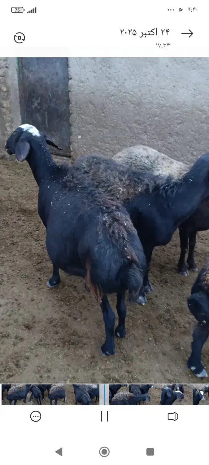 میش قزل|حیوانات مزرعه|قیدار, |دیوار