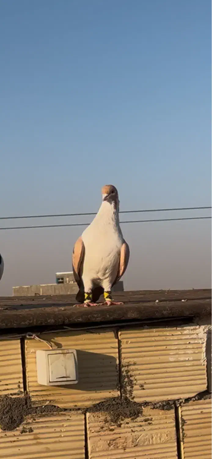 کلاغدم زرد قلدر|پرنده|مشهد, طرق|دیوار