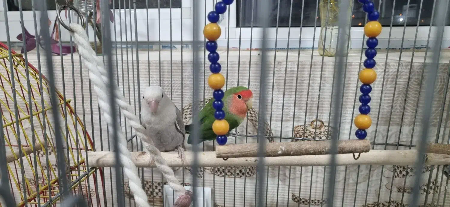 دو جفت کوتوله برزیلی|پرنده|آباده, |دیوار