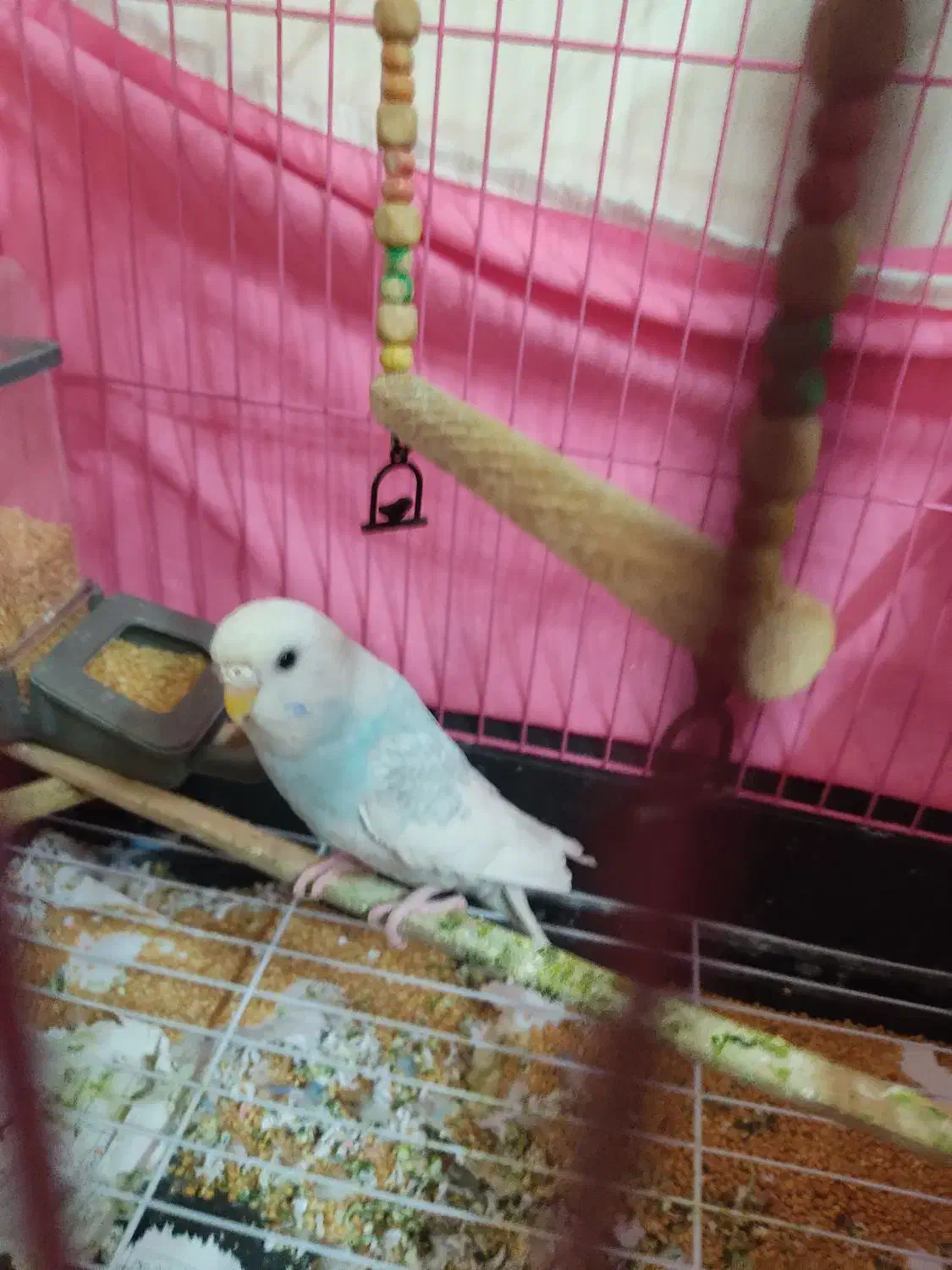 فروشی|پرنده|ری, شهرری|دیوار