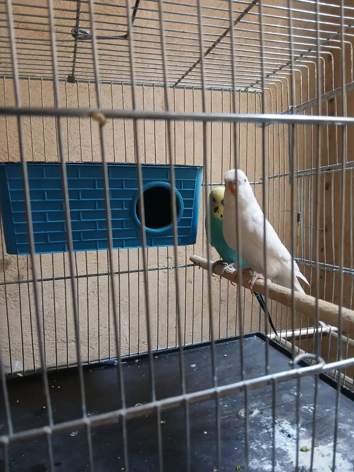 ۲ مرغ عشق نر سالم سرحال با قفس و لوازمات ۲ ک ارزن|پرنده|اهواز, کوی ملی راه|دیوار