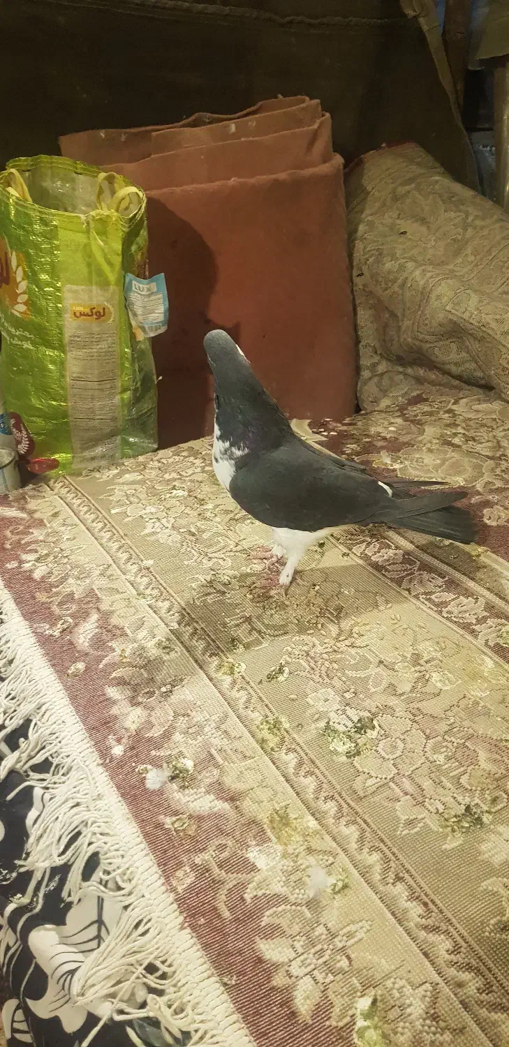 کبوتر جفتی نر وماده|پرنده|شیراز, حومه شیراز|دیوار