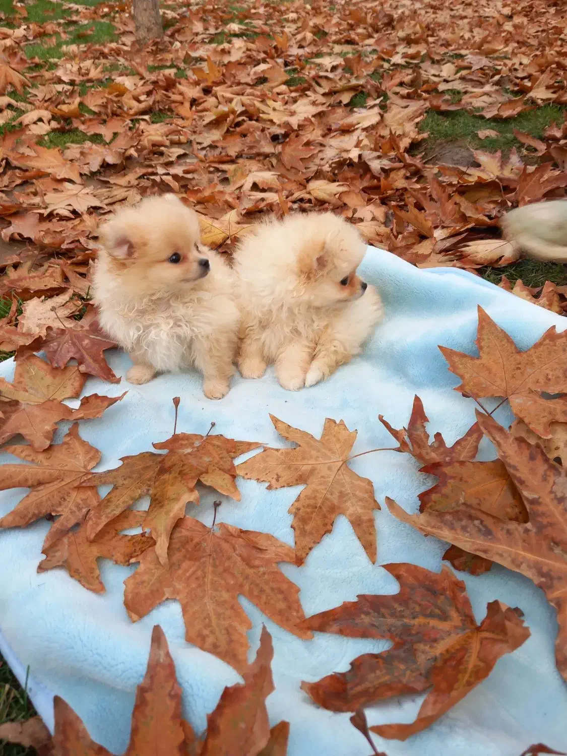 سگ خانگی|سگ|قزوین, |دیوار