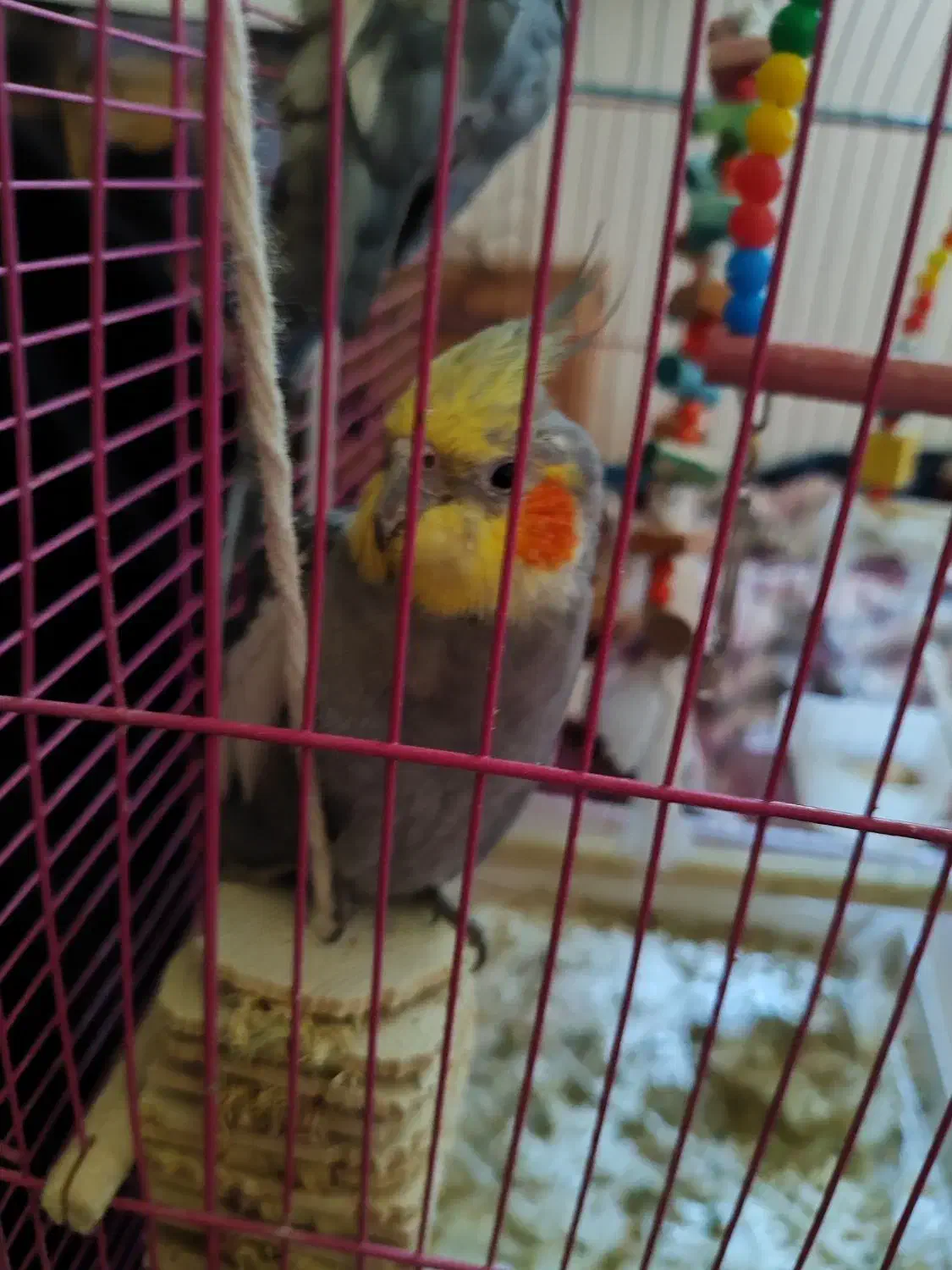 عروس هلندی|پرنده|کلاچای, |دیوار