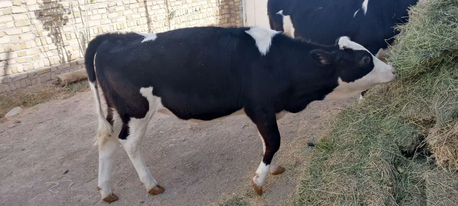 گوساله ماده سیمنتال|حیوانات مزرعه|قیدار, |دیوار