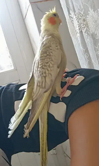 سخنگو وآماده|پرنده|برخوار, |دیوار