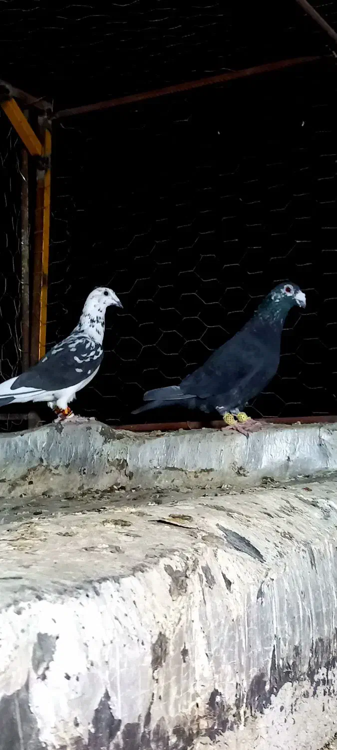 گلی بزک|پرنده|مرودشت, کناره|دیوار