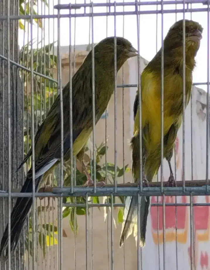 قناری رسمی بلند فری گلاستر موزاییکی|پرنده|قم, سیدان|دیوار