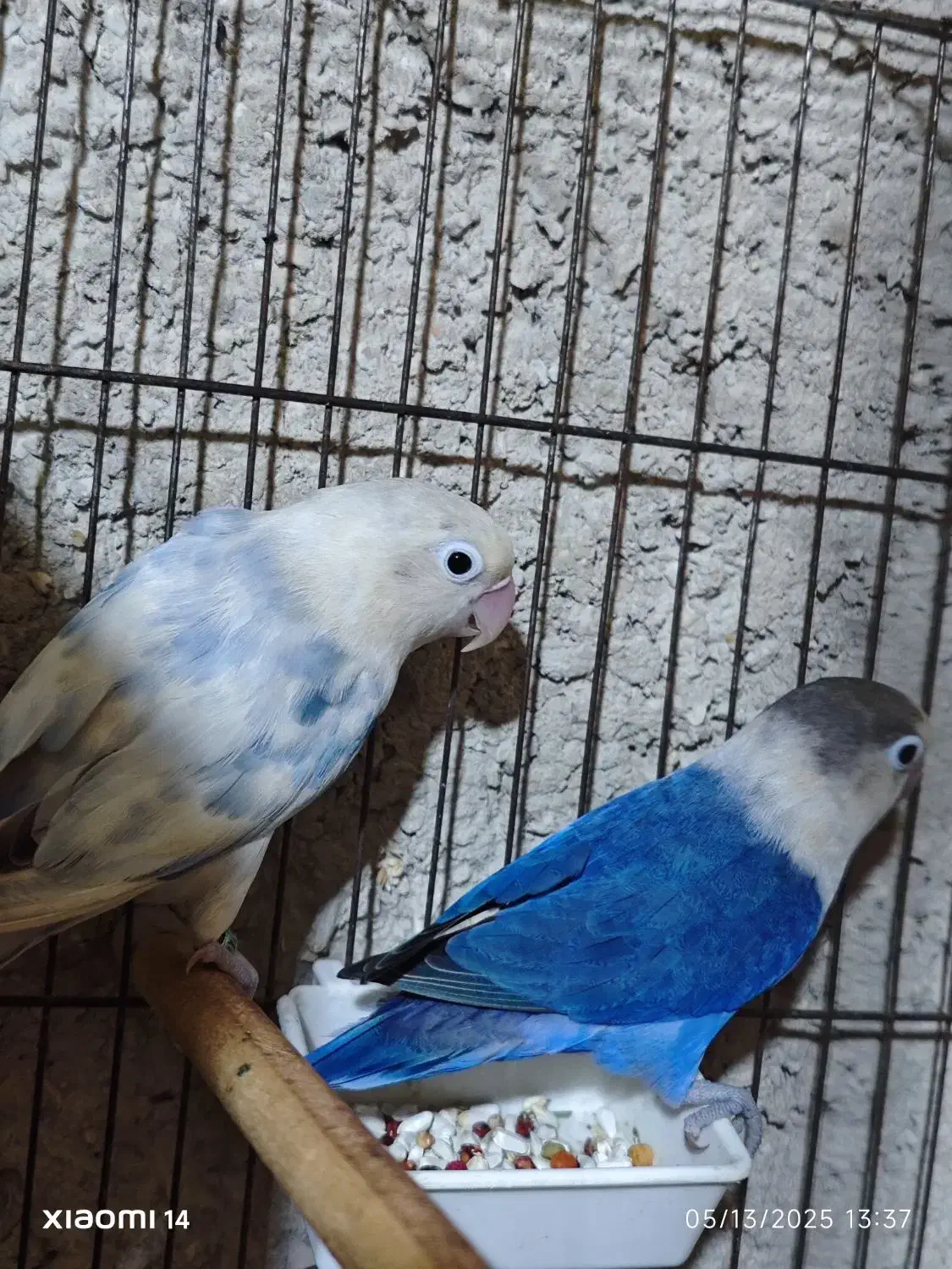 طوطی برزیلی مولد|پرنده|بهشهر, |دیوار